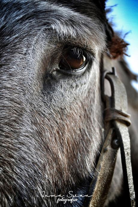 Fotografía | Animales