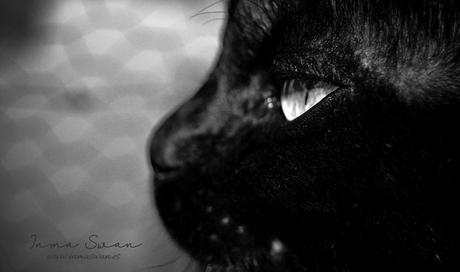 Fotografía | Animales