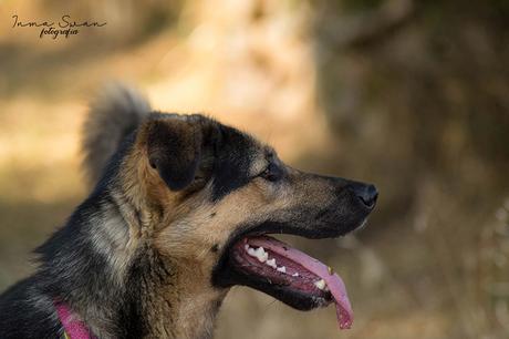 Fotografía | Animales