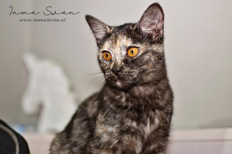 Fotografía | Animales