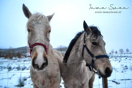 Fotografía | Animales