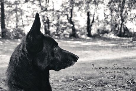 Fotografía | Animales