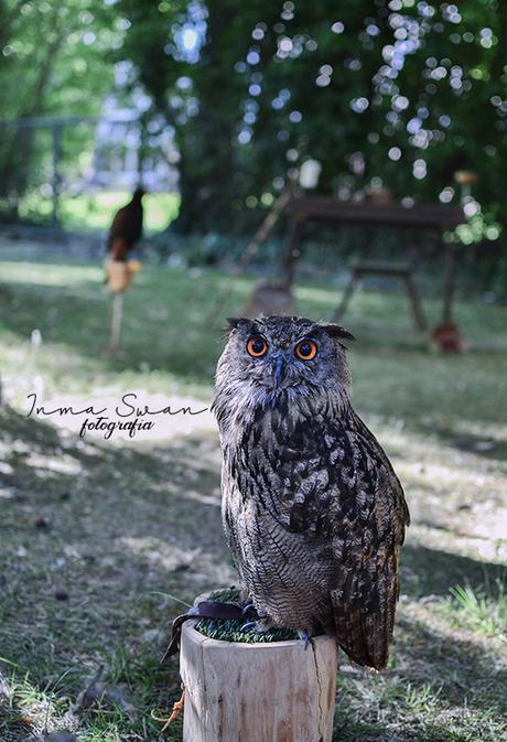 Fotografía | Animales