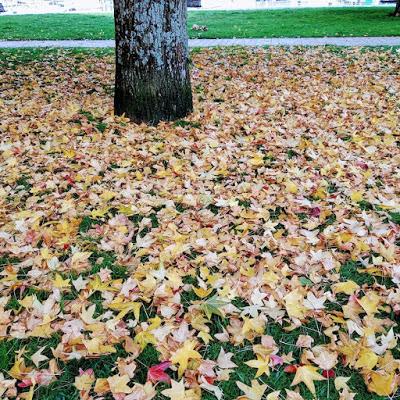 Ocho sentencias de muerte + Yo, Daniel Blake +  Un hombre llamado Ove + Vigo