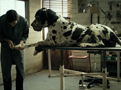 Dogman 2018