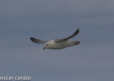 FULMAR BOREAL FULMAR BOREAL