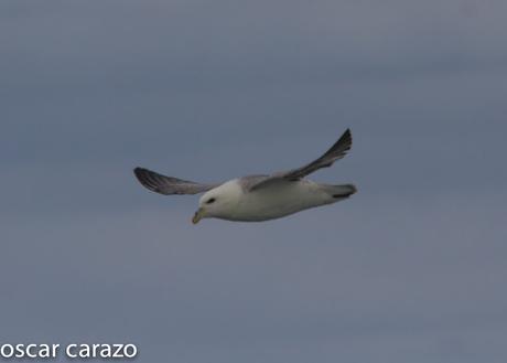 FULMAR BOREAL