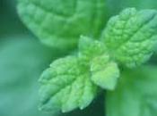 Cólico lactante: combátelo menta