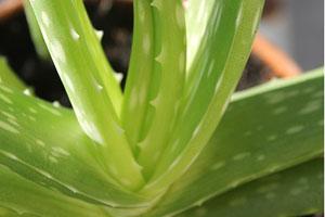 Curar las hemorroides con aloe vera