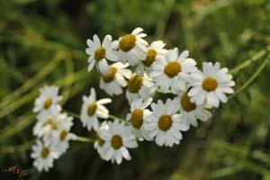 Manzanilla para los cólicos de los bebés Manzanilla para los cólicos de los bebés