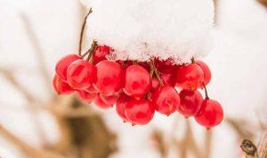 Remedios caseros para la gripe: escaramujo