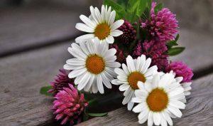 Manzanilla y sauco para los eccemas - Trucos de salud caseros Manzanilla y sauco para los eccemas - Trucos de salud caseros