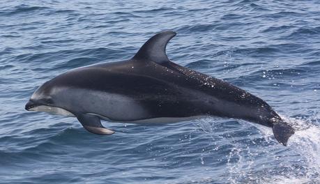 Delfín de costados blancos