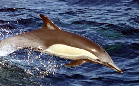 Delfín de costados blancos