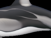 Delfín costados blancos