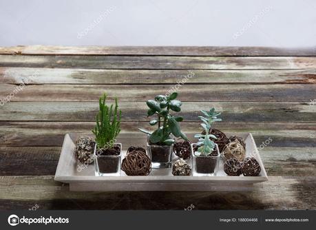 Plantas Suculentas Elegantes Na Mesa Rústica Para Hobby Verde Interior Fotografia De Stock