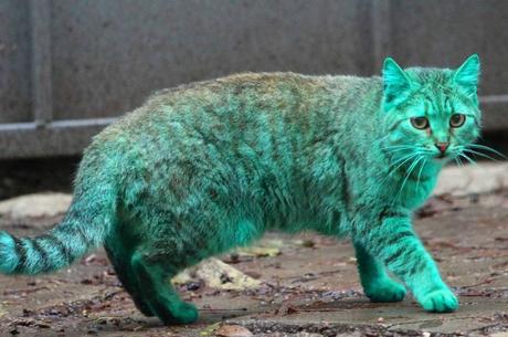 Resultado de imagen para gato verde