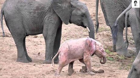 Resultado de imagen para elefante rosa