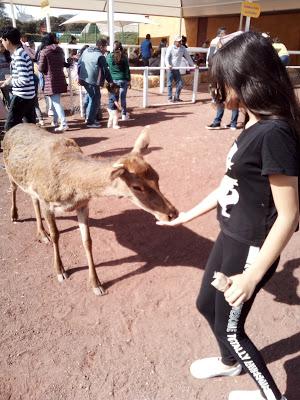 Nuestra tradicional visita al Bosque de los Árboles de Navidad Nuestra tradicional visita al Bosque de los Árboles de Navidad