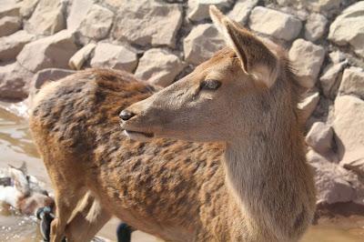 Nuestra tradicional visita al Bosque de los Árboles de Navidad Nuestra tradicional visita al Bosque de los Árboles de Navidad