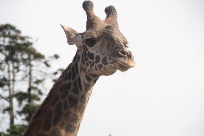 Nuestra tradicional visita al Bosque de los Árboles de Navidad Nuestra tradicional visita al Bosque de los Árboles de Navidad