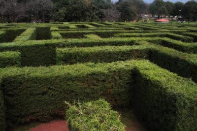 Nuestra tradicional visita al Bosque de los Árboles de Navidad Nuestra tradicional visita al Bosque de los Árboles de Navidad