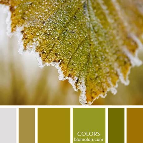 Variedad En Color 12 Paletas & Muestras Variedad En Color 12 Paletas & Muestras