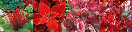 Decora tu navidad con plantas Imperata cylindrica ‘Red Baron’ (Barón rojo) | Coleus ‘Red Coat’ (Cóleo o cretona) | Iresine lindenii ( Iresine u hoja de sangre) | Acer palmatum ‘Fire Glow’ (Arce japonés)