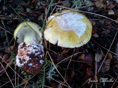 AMANITA PHALLOIDES (CICUTA VERDE)