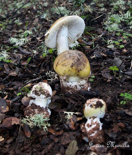 AMANITA PHALLOIDES (CICUTA VERDE)