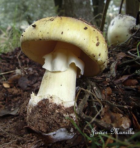 AMANITA PHALLOIDES (CICUTA VERDE)