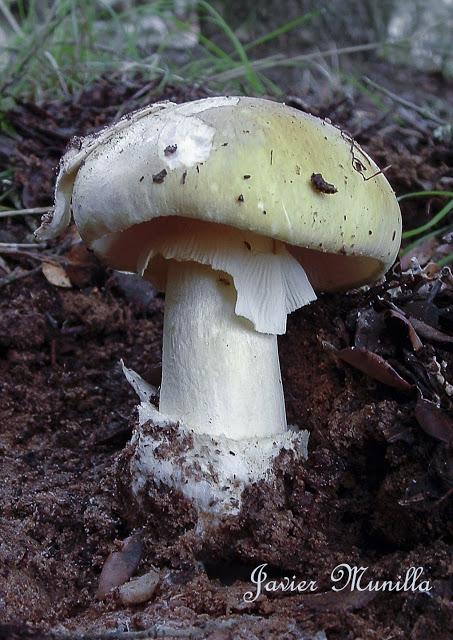 AMANITA PHALLOIDES (CICUTA VERDE)