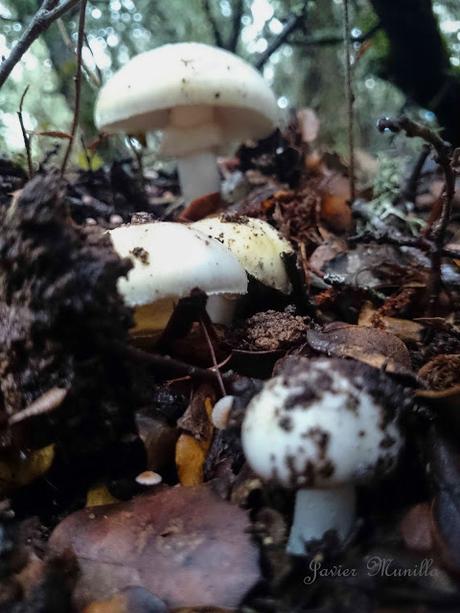 AMANITA PHALLOIDES (CICUTA VERDE)