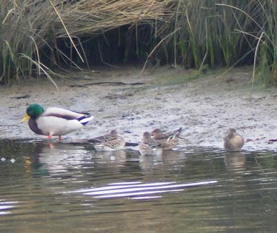 Cercetas invernantes