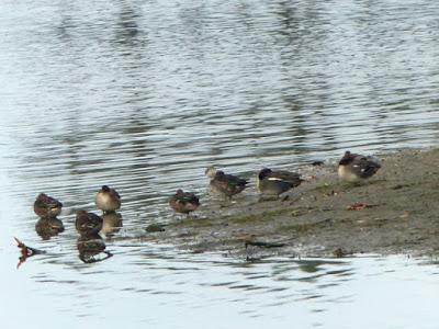 Cercetas invernantes