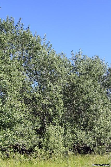 Álamo plateado (Populus alba)