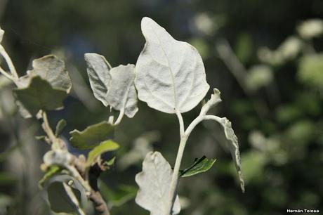 Álamo plateado (Populus alba)