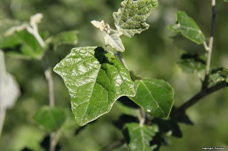 Álamo plateado (Populus alba)