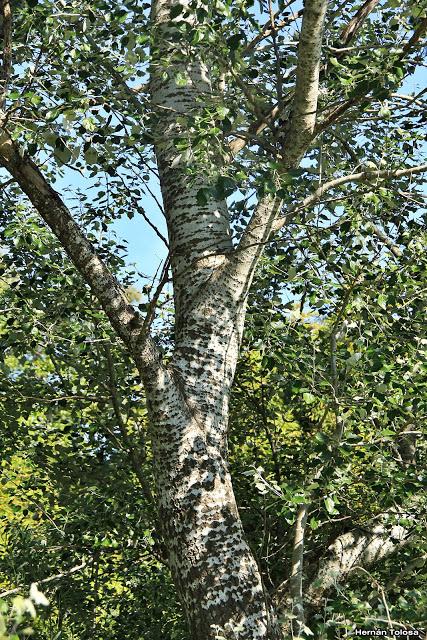 Álamo plateado (Populus alba)