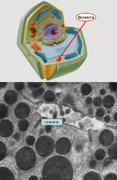 Definición de Célula Animal 