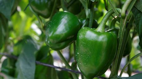 10 fotos del milagro agrícola de Israel