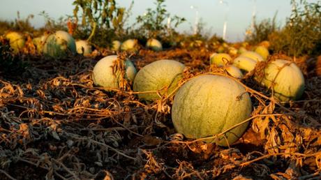 10 fotos del milagro agrícola de Israel