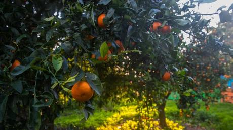 10 fotos del milagro agrícola de Israel