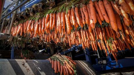 10 fotos del milagro agrícola de Israel