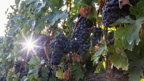 10 fotos del milagro agrícola de Israel