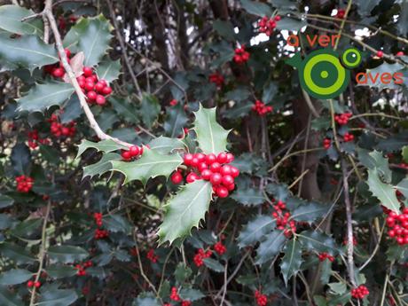 Los frutos del otoño/invierno en la ciudad
