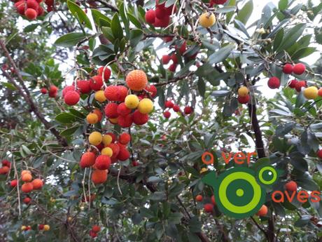 Los frutos del otoño/invierno en la ciudad