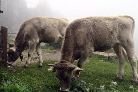 Un día de niebla en los lagos de Covadonga