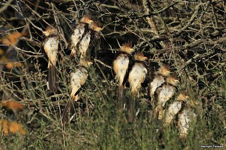 Por campos de Monte (junio de 2018)