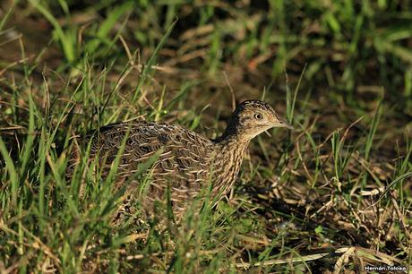 Por campos de Monte (junio de 2018)